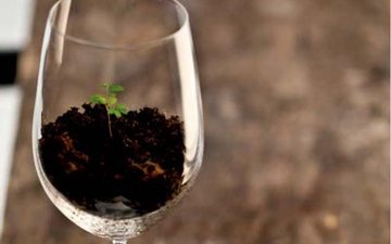 Segunda Taça 2025: Evento em SP reúne destaque dos vinhos naturais do Brasil e do mundo