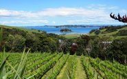 Vinhedos da região de Auckland, na ilha Norte da Nova Zelândia - C) NZW.Inc.CableBay