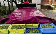 Primeiras uvas da safra na Vinícola Terraças, no RS