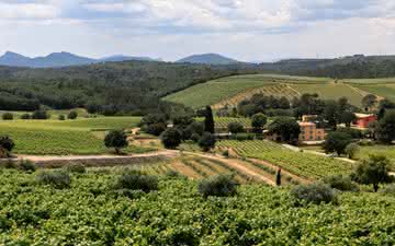 O corte de Provence, quais castas são usadas em seus sutis rosés?