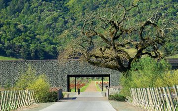 Apelidada de “stealth winery”, Dominus se perde na paisagem das vinhas por sua arquitetura diferenciada