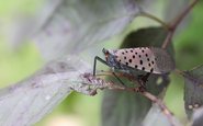 A Lycorma delicatula, conhecida como mosca-lanterna-pintada