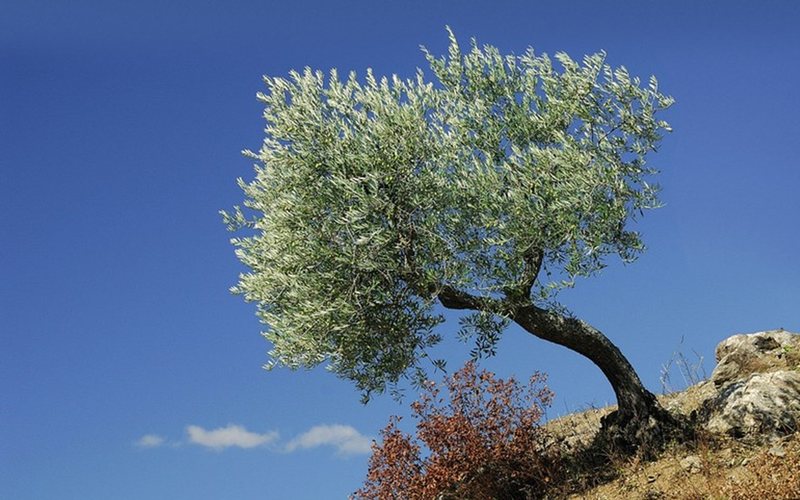 A Galega é uma variedade portuguesa com raízes históricas e uso versátil na produção de azeite
