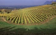 Vinhedos que dão vista para a Cidade do Cabo, na África do Sul - (c) Groot Constantia-WoSA