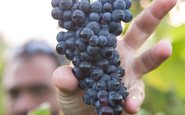 Durante o curso, os alunos irão produzir o próprio vinho, colocando em prática as técnicas aprendidas