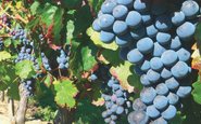 Merlot, uma tradicional casta francesa que ganha o mundo