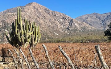 Clima desértico é propício para o cultivo de uvas