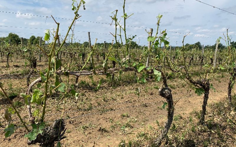 Colheita de vinho na França em 2024 pode ter uma das menores produções dos últimos anos