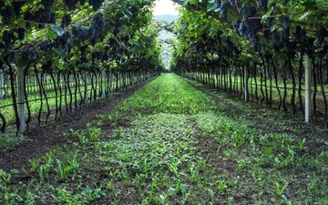 Conheça a Teroldego, variedade italiana que se adapta ao terroir brasileiro