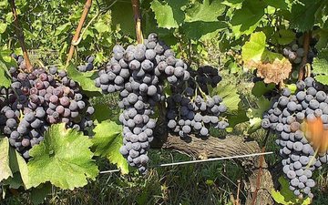No campo dos tintos, a Agiorgitiko oferece vinhos de corpo médio a encorpado, com presença de fruta vermelha e estrutura equilibrada