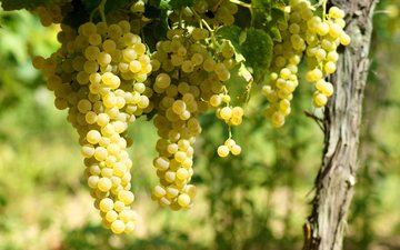 Trebbiano Spoletino desafia tradição e supera Sagrantino em Montefalco
