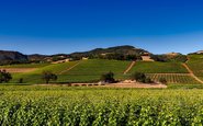 Vinhedos em Napa Valley, Califórnia