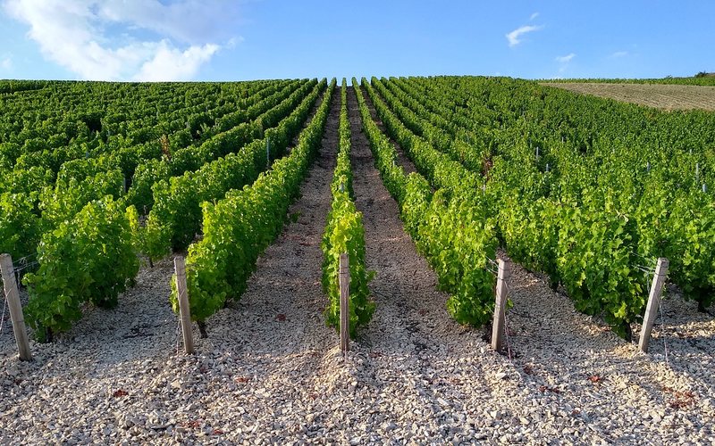 Vinhedos em Sancerre, no Vale do Loire - (c)Pixabay